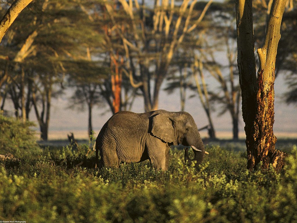 African Elephant, Tanzania, Africa